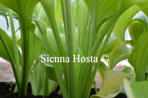 Hosta Joshua's Banner Stems