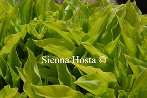 Hosta Devon Gold