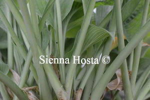 Hosta Jurassic Park Stems