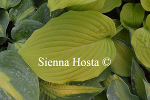 Hosta Kiwi Gold Rush