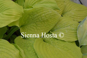 Hosta Kiwi Gold Rush