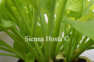 Hosta Kiwi Gold Rush Stems