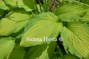 Hosta Lady Guinevere