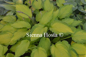 Hosta Lady Guinevere