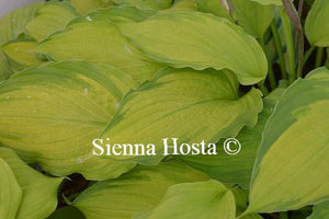 Hosta Lady Guinevere