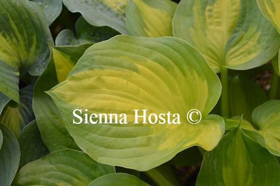 Hosta Lakeside Banana Bay