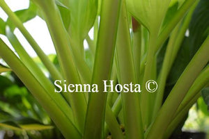 Hosta Lakeside Banana Bay Stems