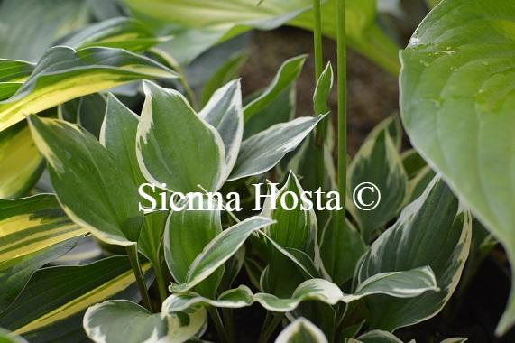 Hosta Lakeside Zinger