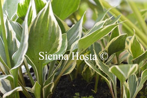 Hosta Lakeside Zinger