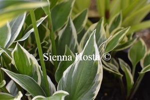 Hosta Lakeside Zinger