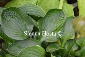 Hosta Lakeside Lollipop