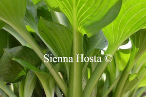 Hosta Lakeside Lollipop Stems