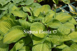 Hosta Lunar Orbit