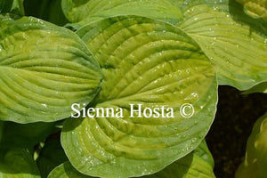 Hosta Lunar Orbit