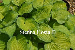 Hosta Lunar Orbit