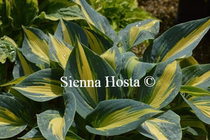 Hosta Magic Island