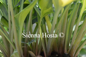 Hosta Magic Island Stems