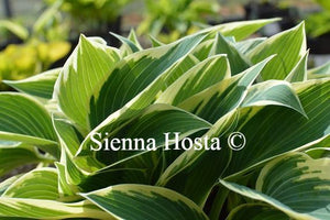 Hosta El Nino