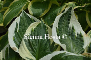 Hosta Minuteman