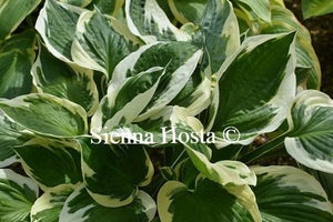 Hosta Minuteman