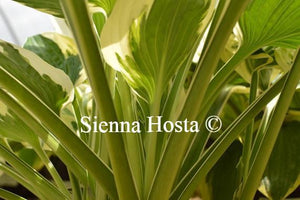 Hosta Minuteman Stems