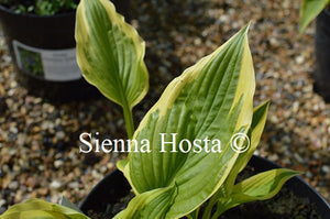 Hosta 'Fantabulous'