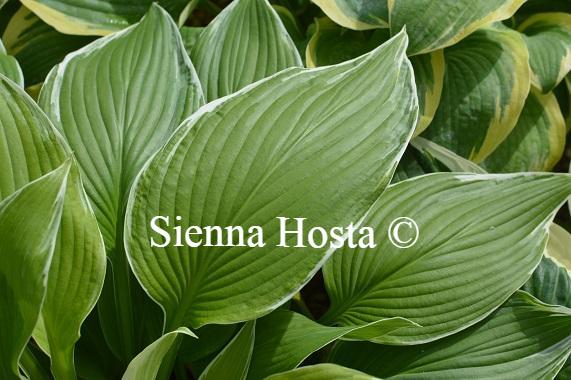 Hosta Mountain Snow