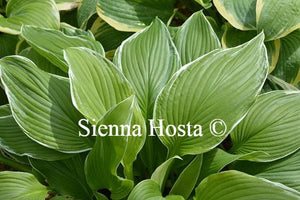 Hosta Mountain Snow