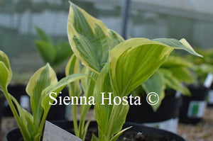 Hosta 'Fantabulous'