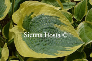 Hosta Mount Tom