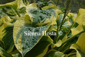 Hosta Mount Tom