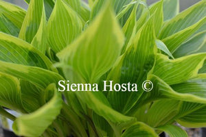 Hosta Fatal Attraction