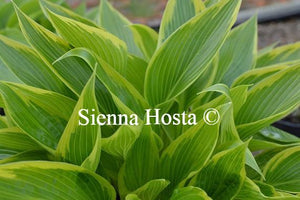 Hosta Fatal Attraction