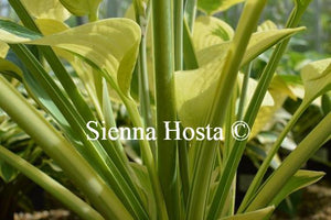 Hosta Mount Tom Stems