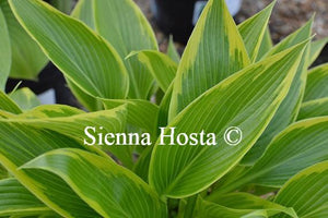 Hosta Fatal Attraction