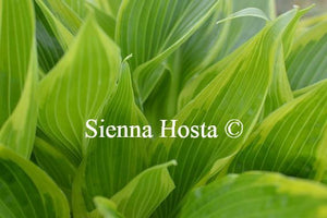 Hosta Fatal Attraction