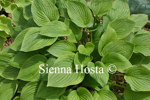 Hosta Mountain Green