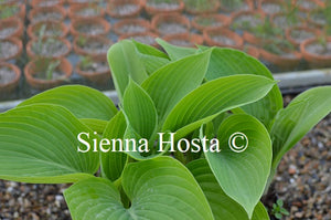 Hosta 'Fat Cat'