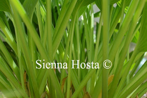 Hosta Mountain Green stems
