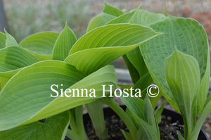 Hosta 'Fat Cat'