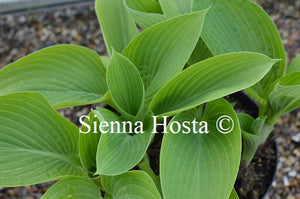 Hosta 'Fat Cat'