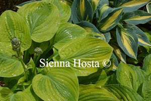 Hosta Moon Split