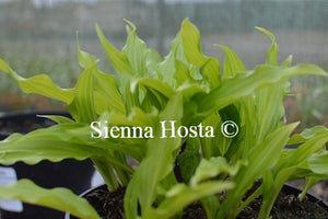 Hosta Friends