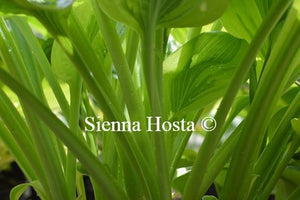 Hosta Moon Split Stems