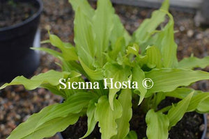 Hosta Friends