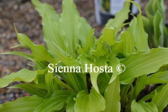 Hosta Friends