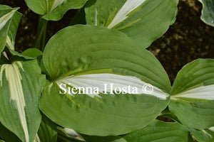 Hosta Night Before Christmas