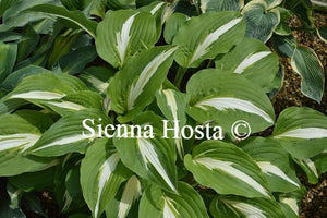 Hosta Night Before Christmas