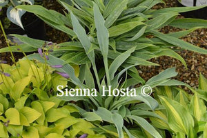 Hosta October Sky