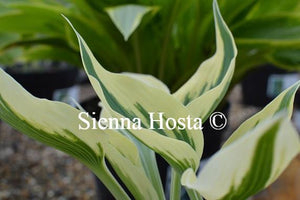 Hosta Firn Line